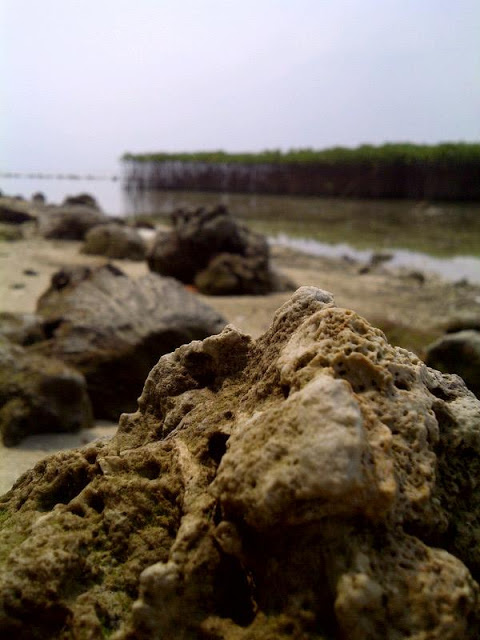 Teman Baru Di Pulau Pramuka Teman Baru Di Pulau Pramuka